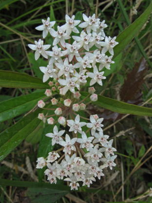 Aquatic Milkweed, Swamp Milkweed - Asclepias perennis