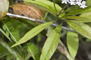 Asclepias perennis - Aquatic Milkweed, Swamp Milkweed