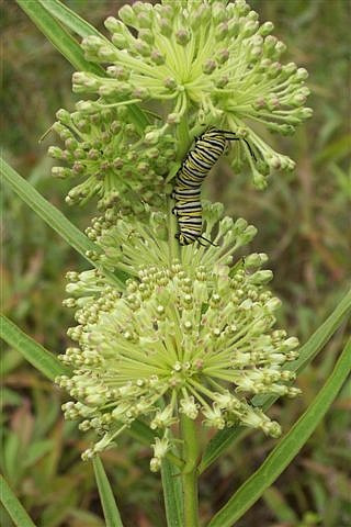 Tall Green Milkweed - Asclepias hirtella