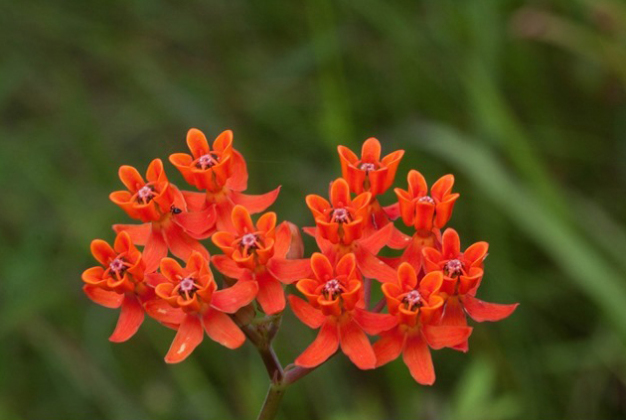 Fewflower Milkweed, Red Milkweed, Coastal Milkweed - Asclepias lanceolata