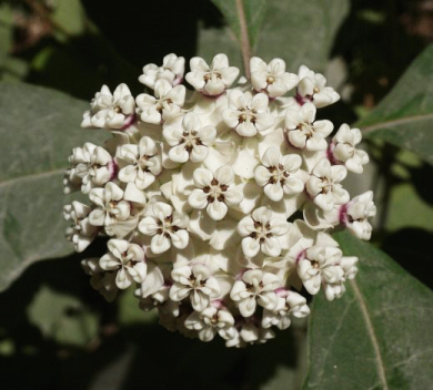 White Milkweed - Asclepias variegata 3
