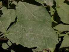 White Milkweed - Asclepias variegata
