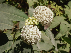 White Milkweed - Asclepias variegata 2