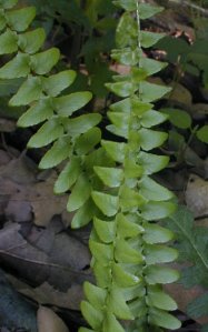 Ebony Spleenwort - Asplenium platyneuron