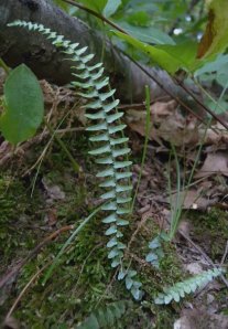 Ebony Spleenwort - Asplenium platyneuron 4