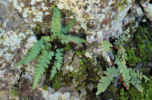 Ebony Spleenwort - Asplenium platyneuron 2