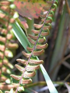 Ebony Spleenwort - Asplenium platyneuron 3