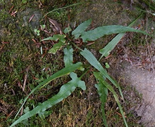 Walking Fern - Asplenium rhizophyllum (Camptosorus rhizophyllus) 2