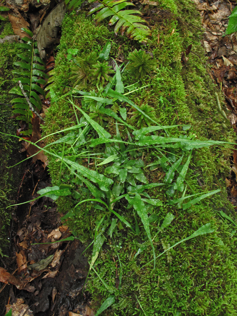 Walking Fern - Asplenium rhizophyllum (Camptosorus rhizophyllus)