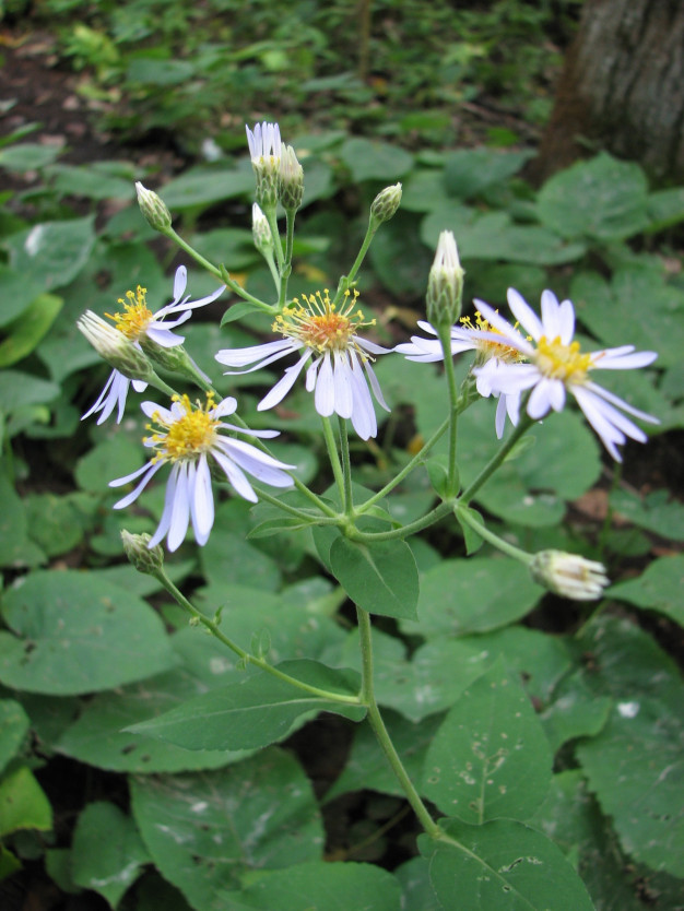 Big-leaved Aster - Eurybia macrophylla (Aster macrophyllus)