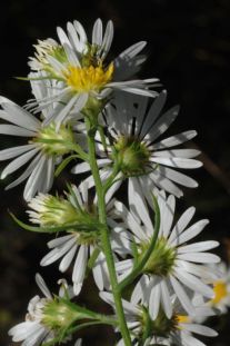 Hairy Aster, Pringle’s Aster, Frost Aster, Hairy Oldfield Aster, Downy Aster, White Old-field Aster - Symphyotrichum pilosum (Aster pilosus) 4