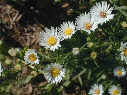 Hairy Aster, Pringle’s Aster, Frost Aster, Hairy Oldfield Aster, Downy Aster, White Old-field Aster - Symphyotrichum pilosum (Aster pilosus) 5