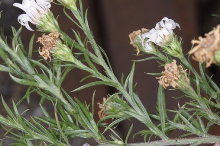 Hairy Aster, Pringle’s Aster, Frost Aster, Hairy Oldfield Aster, Downy Aster, White Old-field Aster - Symphyotrichum pilosum (Aster pilosus) 3