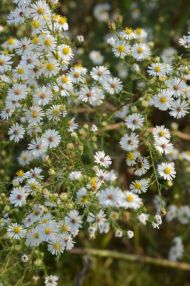 Hairy Aster, Pringle’s Aster, Frost Aster, Hairy Oldfield Aster, Downy Aster, White Old-field Aster - Symphyotrichum pilosum (Aster pilosus) 2