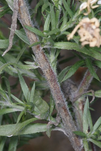 Hairy Aster, Pringle’s Aster, Frost Aster, Hairy Oldfield Aster, Downy Aster, White Old-field Aster - Symphyotrichum pilosum (Aster pilosus)