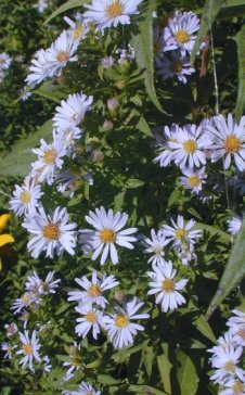 Willow Aster - Symphyotrichum praealtus (Aster praealtus) 2