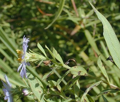 Willow Aster - Symphyotrichum praealtus (Aster praealtus) 3