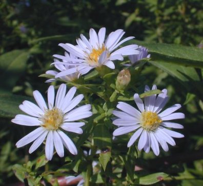 Willow Aster - Symphyotrichum praealtus (Aster praealtus)