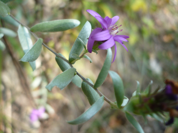 Silky Aster - Symphyotrichum pretense (Aster sericeus)