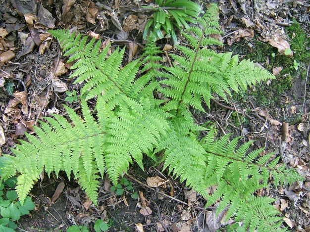 Ladyfern - Athyrium filix-femina