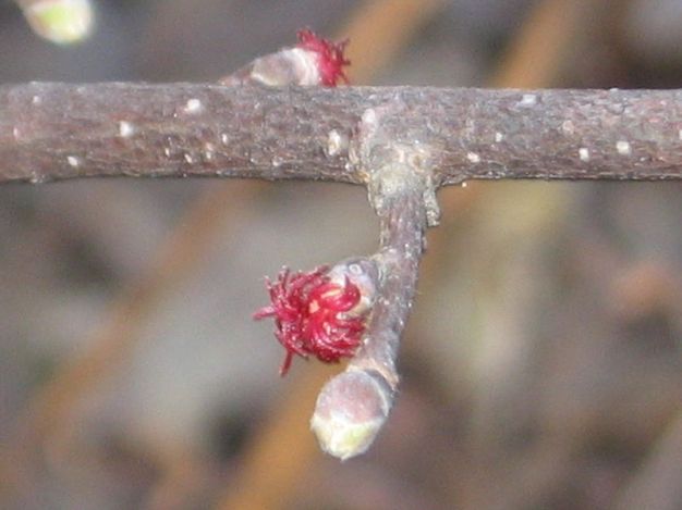 Beaked Hazelnut - Corylus cornuta 4