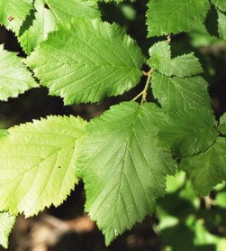 Beaked Hazelnut - Corylus cornuta 3