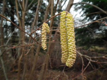 Beaked Hazelnut - Corylus cornuta 2