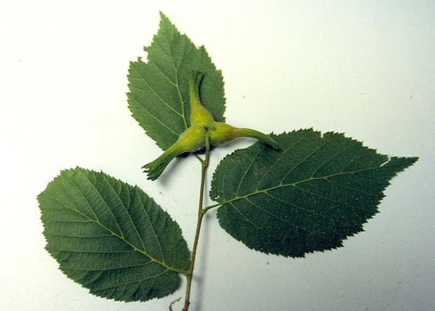 Beaked Hazelnut - Corylus cornuta