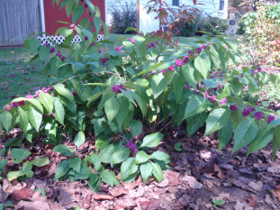 Beautyberry - Callicarpa americana