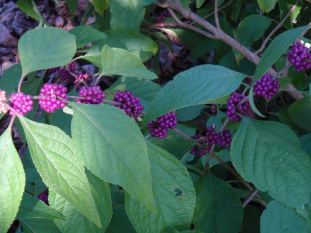 Beautyberry - Callicarpa americana 3