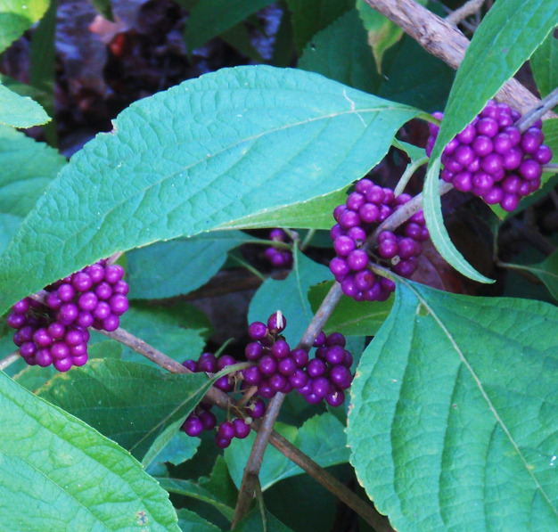 Beautyberry - Callicarpa americana 2