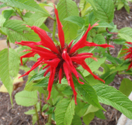 Scarlet Bee Balm, Oswego Tea - Monarda didyma