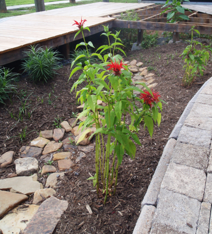 Scarlet Bee Balm, Oswego Tea - Monarda didyma 4