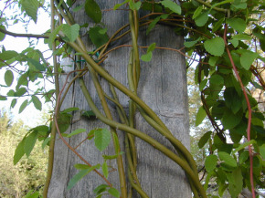 Alabama Supplejack, Rattanvine - Berchemia scandens 4