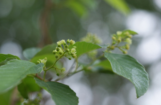 Alabama Supplejack, Rattanvine - Berchemia scandens 3