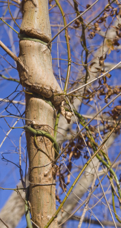 Alabama Supplejack, Rattanvine - Berchemia scandens 2