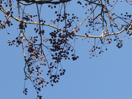 Alabama Supplejack, Rattanvine - Berchemia scandens