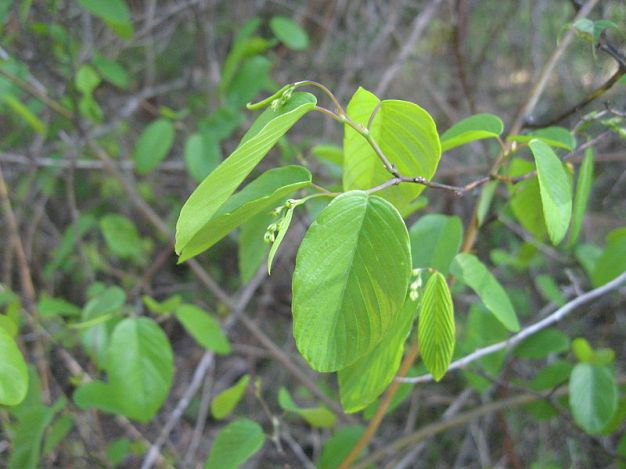 Alabama Supplejack, Rattanvine - Berchemia scandens 5