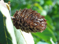 Yellow Birch - Betula alleghaniensis (B. lutea) 2