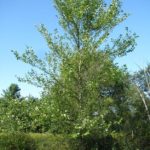 River Birch, Red Birch - Betula nigra 4