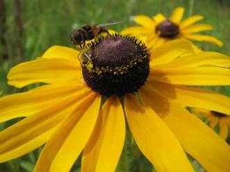 Biennial Black-eyed Susan - Rudbeckia hirta 1