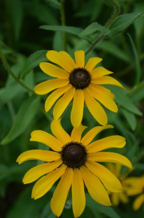 Biennial Black-eyed Susan - Rudbeckia hirta 3