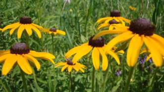 Biennial Black-eyed Susan - Rudbeckia hirta 2