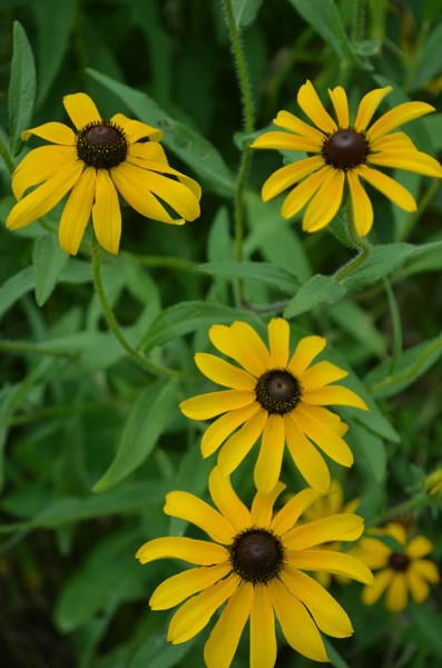 Biennial Black-eyed Susan - Rudbeckia hirta 4