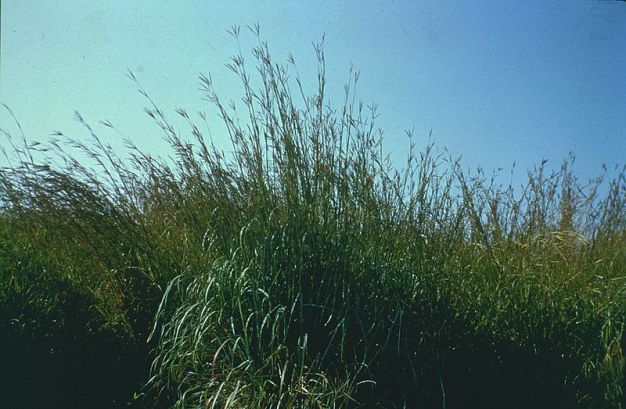 Big Bluestem, Turkey-foot - Andropogon gerardii 2