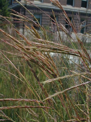 Big Bluestem, Turkey-foot - Andropogon gerardii