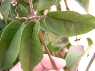 Crossvine - Bignonia capreolata 3