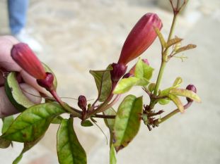 Crossvine - Bignonia capreolata 4