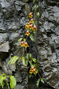Crossvine - Bignonia capreolata 2