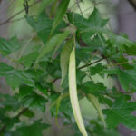 Crossvine - Bignonia capreolata 5